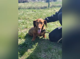 Pavarotti, geboren 01.03.2024, 28cm sucht seine Menschen