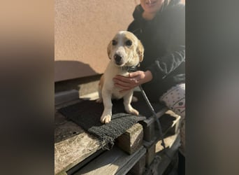 Bora, geboren 01.01.2023, 32cm sucht ihr Zuhause