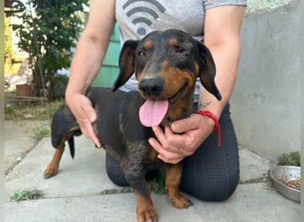 Klaus, geboren 14.02.2025, 30cm sucht sicheres Zuhause