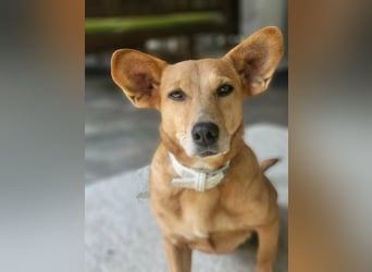 Rex, geboren 17.03.2020, 32cm sucht sein Menschen