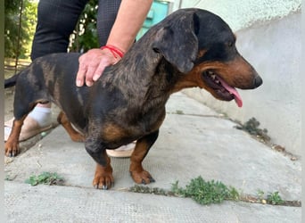 Klaus, geboren 14.02.2025, 30cm sucht sicheres Zuhause