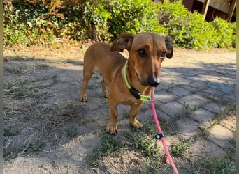 Honey, geboren 08.03.2023, 30cm sucht ihr Körbchen