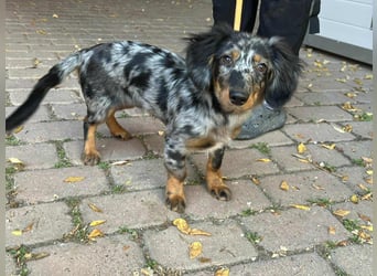 Benji, geboren 10.06.2025, 28cm sucht sein Plätzchen