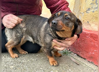 Corinna, geboren 07.06.2024, 30cm sucht ihr Glück