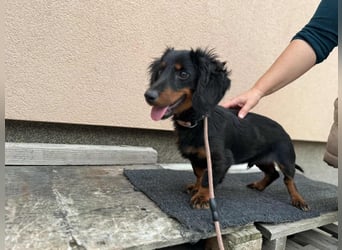 Borso, geboren 16.04.2025, 26cm sucht seine Menschen