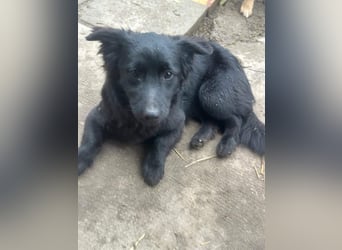 Blacky, geboren 01.04.2025, 40cm sucht geduldiges Zuhause