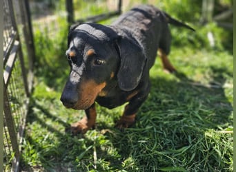 Bobi, geboren 10.07.2014, 30cm sucht seinen Platz