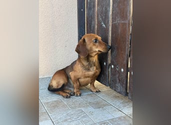 Mogyi, geboren 01.01.2022, 26cm sucht sein Glück