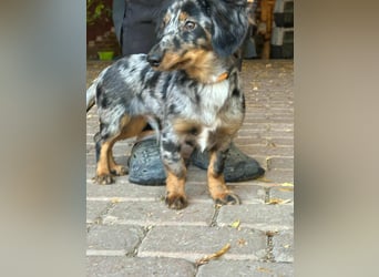 Benji, geboren 10.06.2025, 28cm sucht sein Plätzchen