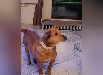 Rex, geboren 17.03.2020, 32cm sucht sein Menschen