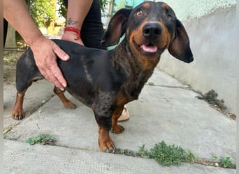 Klaus, geboren 14.02.2025, 30cm sucht sicheres Zuhause