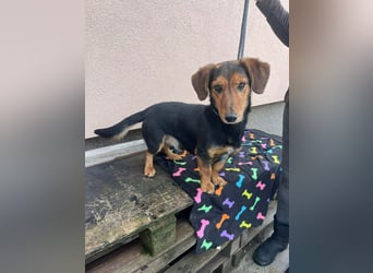 Muki, geboren 2023, 34cm sucht sein Zuhause