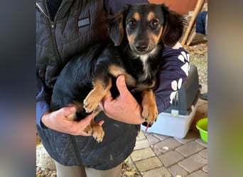 Zsanna, 8 Monate, 26cm sucht ihre Menschen