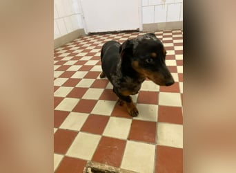 Lord, geboren 15.05.2025, 27cm sucht sein Glück