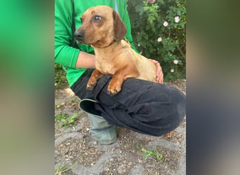 Pepe, 1 Jahr, 27cm sucht sein Glück