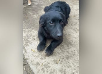 Blacky, geboren 01.04.2025, 40cm sucht geduldiges Zuhause