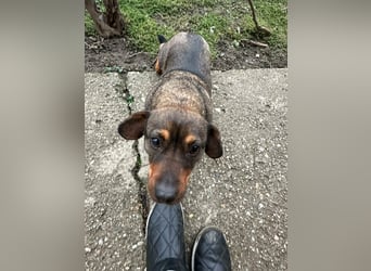 Corinna, geboren 07.06.2024, 30cm sucht ihr Glück