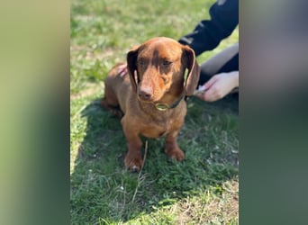 Pavarotti, geboren 01.03.2024, 28cm sucht seine Menschen