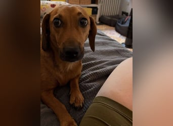 HOLLY - wartet in 90419 Nürnberg auf ihre Menschen