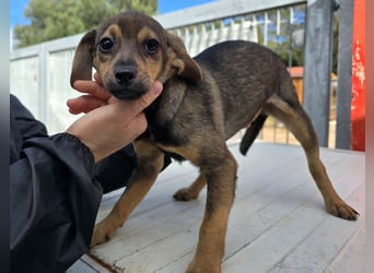 Nico: mit Mama und Papa ins Tierheim