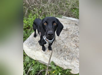 Cinque: Traumhund für Dackefreunde