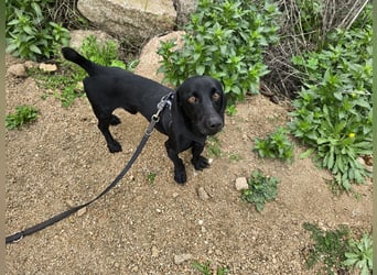 Cinque: Traumhund für Dackefreunde