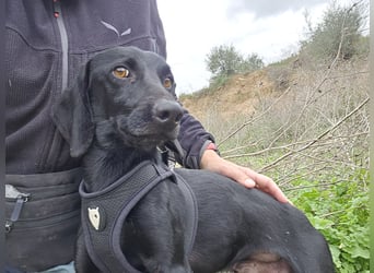 Cinque: Traumhund für Dackefreunde