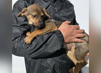 Nico: mit Mama und Papa ins Tierheim