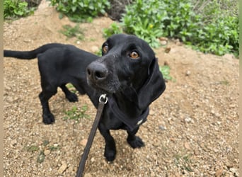 Cinque: Traumhund für Dackefreunde