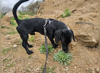 Cinque: Traumhund für Dackefreunde