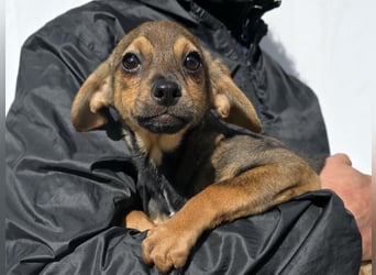 Nico: mit Mama und Papa ins Tierheim