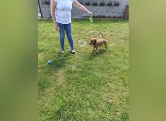 SILDO - der aktive und fröhliche Dackel-Mix sucht eine unternehmungslustige Familie!