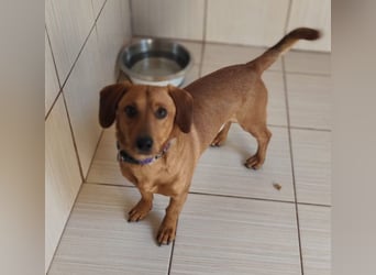 SILDO - der aktive und fröhliche Dackel-Mix sucht eine unternehmungslustige Familie!