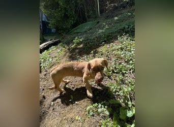 Welpe ILSE - das liebe und brave kleine Dackelmädchen freut sich auf ein tolles Für-Immer Zuhause