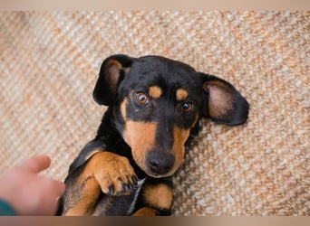 Chip-Nr. 258428 - ich möchte so gerne DEIN vierbeiniger Begleiter sein!