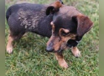 MAX - der liebe und freundliche Dackel-Mix sucht ein liebevolles Für-Immer Zuhause