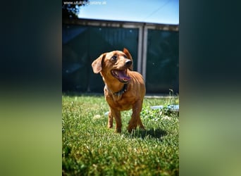 SILDO - der aktive und fröhliche Dackel-Mix sucht eine unternehmungslustige Familie!