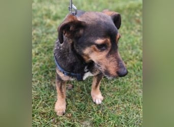 MAX - der liebe und freundliche Dackel-Mix sucht ein liebevolles Für-Immer Zuhause