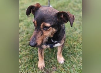 MAX - der liebe und freundliche Dackel-Mix sucht ein liebevolles Für-Immer Zuhause