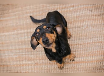 Chip-Nr. 258428 - ich möchte so gerne DEIN vierbeiniger Begleiter sein!