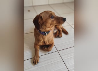 SILDO - der aktive und fröhliche Dackel-Mix sucht eine unternehmungslustige Familie!