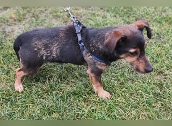 MAX - der liebe und freundliche Dackel-Mix sucht ein liebevolles Für-Immer Zuhause