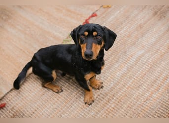 Chip-Nr. 258428 - ich möchte so gerne DEIN vierbeiniger Begleiter sein!