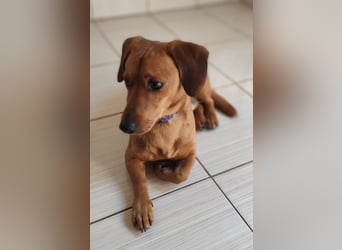 SILDO - der aktive und fröhliche Dackel-Mix sucht eine unternehmungslustige Familie!