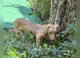 Welpe ILSE - das liebe und brave kleine Dackelmädchen freut sich auf ein tolles Für-Immer Zuhause