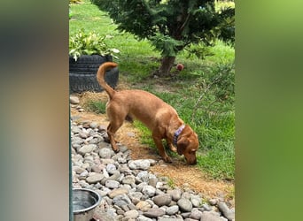 SILDO - der aktive und fröhliche Dackel-Mix sucht eine unternehmungslustige Familie!