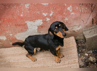 Chip-Nr. 258428 - ich möchte so gerne DEIN vierbeiniger Begleiter sein!