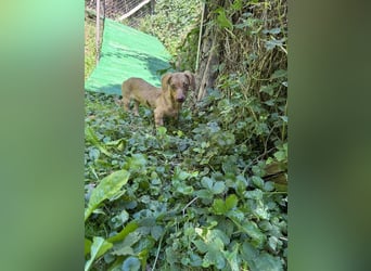 Welpe ILSE - das liebe und brave kleine Dackelmädchen freut sich auf ein tolles Für-Immer Zuhause