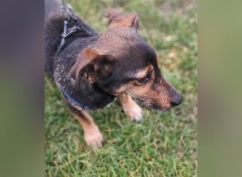 MAX - der liebe und freundliche Dackel-Mix sucht ein liebevolles Für-Immer Zuhause