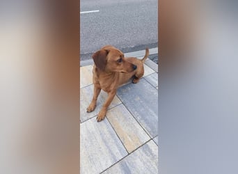 SILDO - der aktive und fröhliche Dackel-Mix sucht eine unternehmungslustige Familie!